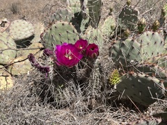 Echinocereus engelmannii