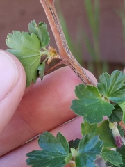Ribes roezlii roezlii