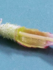 Ribes roezlii roezlii