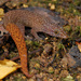 Ocellated Gecko - Photo (c) Robert Dobbs, some rights reserved (CC BY-NC), uploaded by Robert Dobbs
