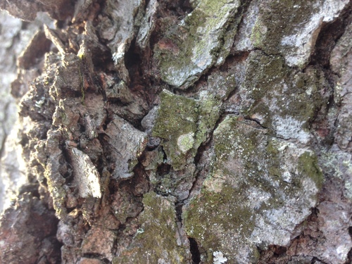 Scoliciosporum chlorococcum image