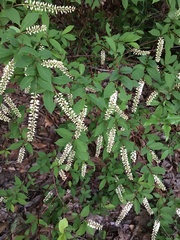 Itea