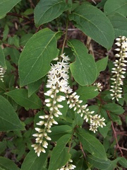 Itea