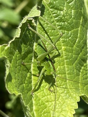 Tettigonia orientalis