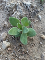 Chenopodium incanum