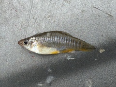Fundulus xenicus
