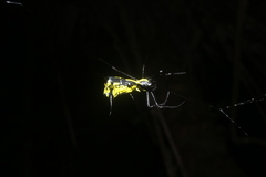 Micrathena vigorsi