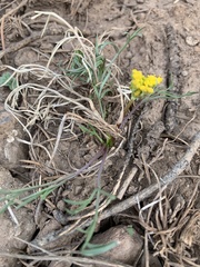 Cymopterus spellenbergii