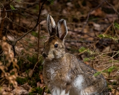 Lepus americanus