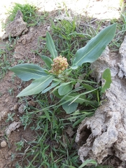 Rumex venosus