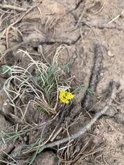 Cymopterus spellenbergii