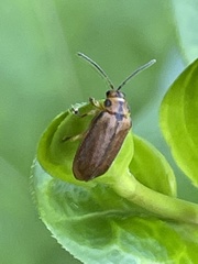 Xanthogaleruca maculicollis