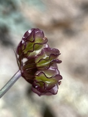 Cymopterus jonesii
