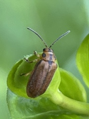 Xanthogaleruca maculicollis