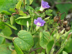 Ipomoea parasitica