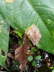 Boana calcarata