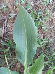 Rumex venosus