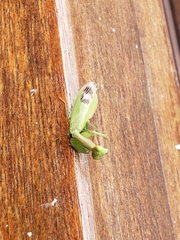 Acontista aurantiaca