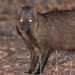 Meller's Mongoose - Photo (c) pfaucher, some rights reserved (CC BY-NC), uploaded by pfaucher