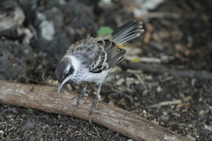Mimus parvulus