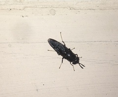 Hermetia illucens