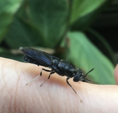 Hermetia illucens