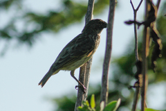 Platyspiza crassirostris