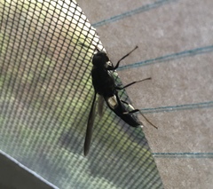 Hermetia illucens