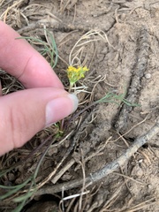 Cymopterus spellenbergii