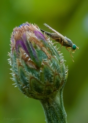 Acanthiophilus helianthi