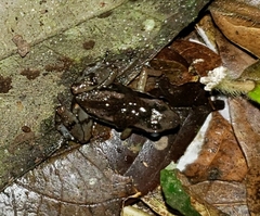 Dendrobatoidea