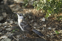 Mimus parvulus