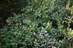 Ceanothus integerrimus macrothyrsus