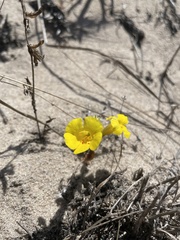 Diplacus vandenbergensis