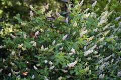 Ceanothus integerrimus macrothyrsus