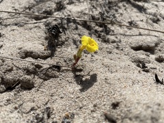 Diplacus vandenbergensis