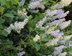 Ceanothus integerrimus macrothyrsus