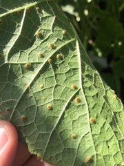 Puccinia malvacearum