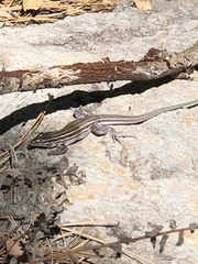 Aspidoscelis velox