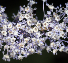 Ceanothus integerrimus macrothyrsus