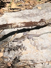 Aspidoscelis velox