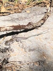 Aspidoscelis velox