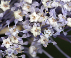 Ceanothus integerrimus macrothyrsus