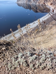 Artemisia lagopus