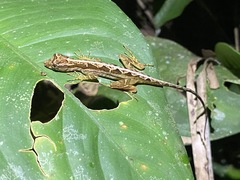 Anolis trachyderma