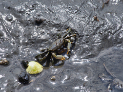 Macrophthalmus japonicus