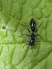 Myrmarachne inermichelis