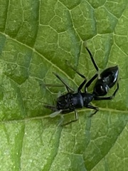 Myrmarachne inermichelis