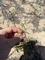 Monardella sinuata sinuata