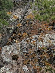 Amelanchier interior